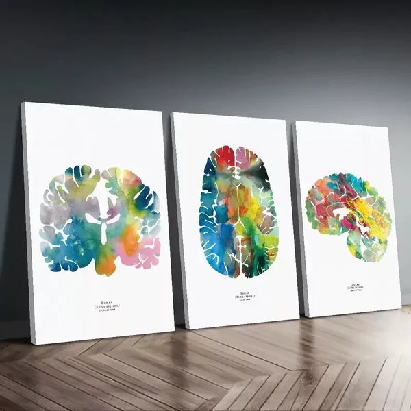 3pcs Neurology & Psychology Canvas Framed 50x70cm- High Quality Print 100% Australian Made Wall Canvas Ready to Hang