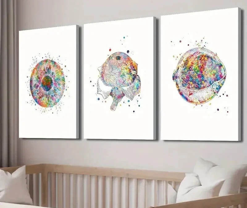 3pcs Eye Clinic Poster with Anatomy Illustration Wall Art Set Canvas Framed 40x60cm – High Quality Print 100% Australian Made Wall Canvas Ready to Hang